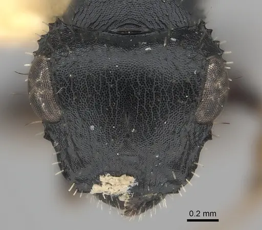Cataulacus mocquerysi specimen