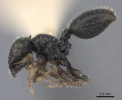 Cataulacus mocquerysi specimen