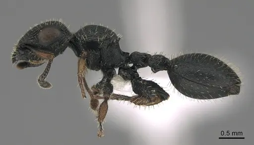 Cataulacus mocquerysi - CASENT0404059