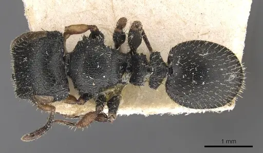 Cataulacus mocquerysi - CASENT0909230