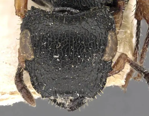 Cataulacus mocquerysi - CASENT0909230