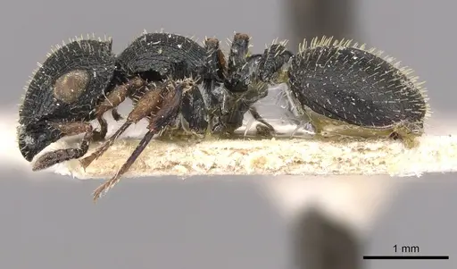 Cataulacus mocquerysi - CASENT0909230