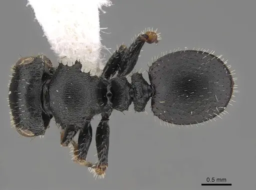 Cataulacus mocquerysi - CASENT0922503