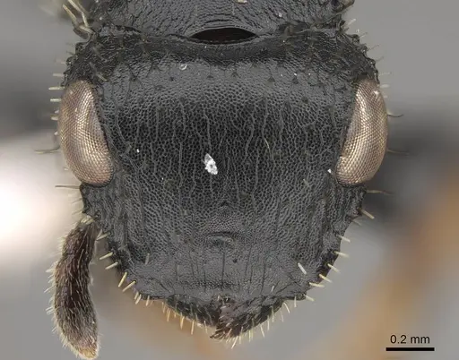 Cataulacus mocquerysi - CASENT0922503