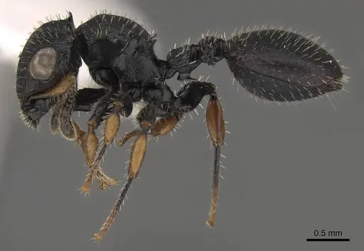 Cataulacus mocquerysi - CASENT0922503