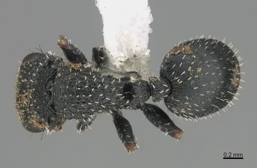 Cataulacus moloch specimen