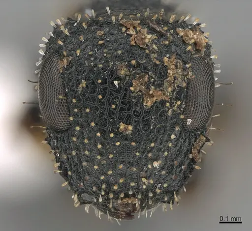 Cataulacus moloch specimen