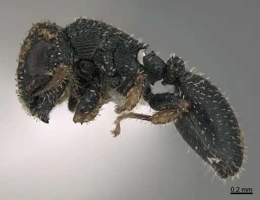 Cataulacus moloch specimen