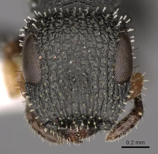 Cataulacus moloch - CASENT0900270