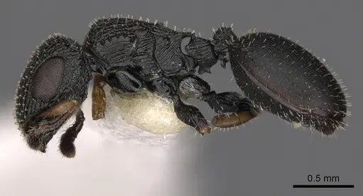 Cataulacus moloch - CASENT0900270