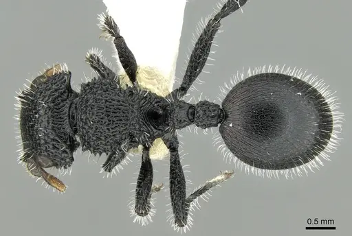 Cataulacus muticus specimen