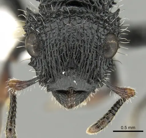 Cataulacus muticus specimen
