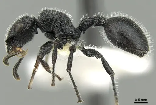 Cataulacus muticus specimen