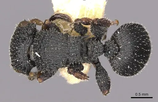 Cataulacus nenassus specimen