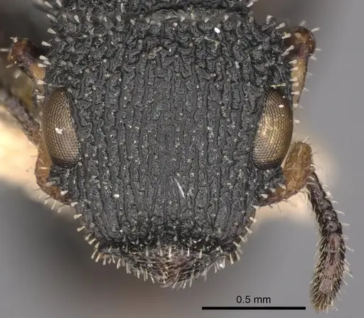 Cataulacus nenassus specimen