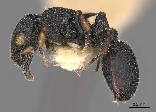 Cataulacus nenassus specimen