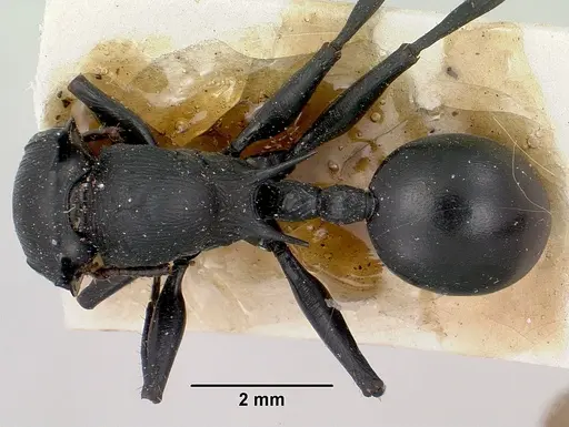 Cataulacus oberthueri specimen