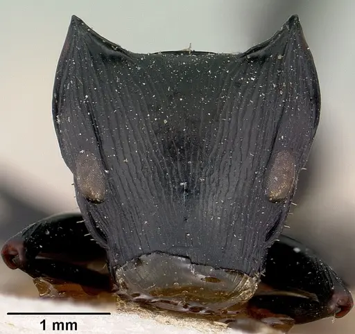 Cataulacus oberthueri specimen