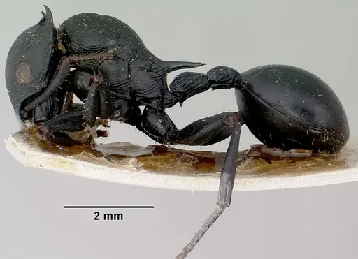 Cataulacus oberthueri specimen