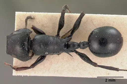 Cataulacus oberthueri - CASENT0102068