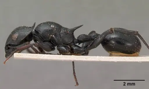 Cataulacus oberthueri - CASENT0102068