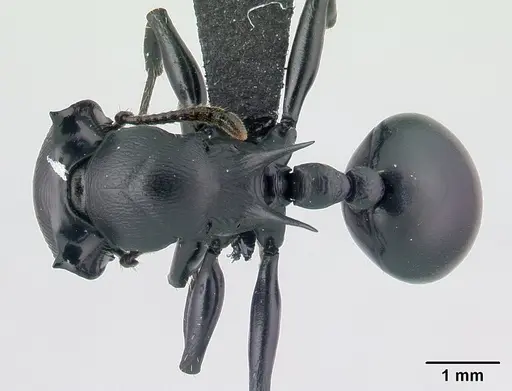 Cataulacus oberthueri - CASENT0136347