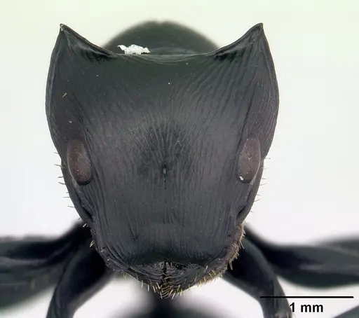 Cataulacus oberthueri - CASENT0136347