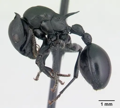 Cataulacus oberthueri - CASENT0136347