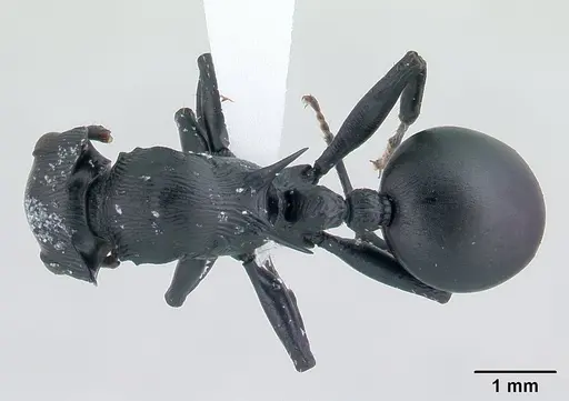 Cataulacus oberthueri - CASENT0435894