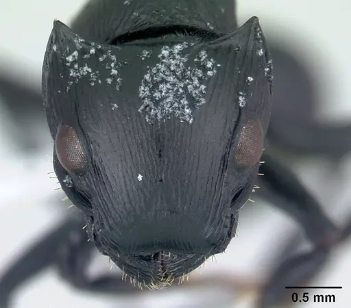 Cataulacus oberthueri - CASENT0435894