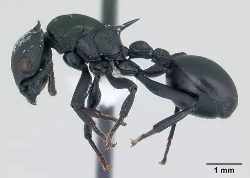 Cataulacus oberthueri - CASENT0435894