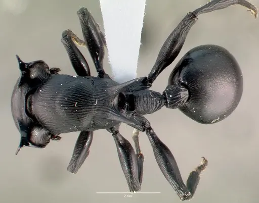 Cataulacus oberthueri - CASENT0435903