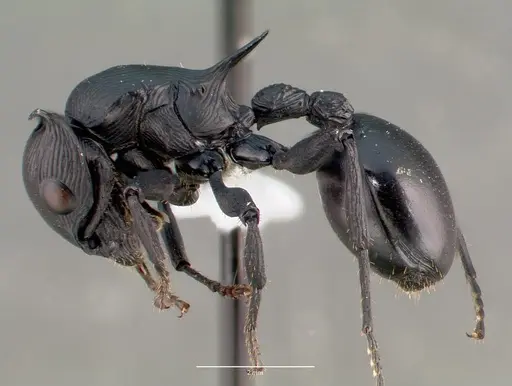 Cataulacus oberthueri - CASENT0435903