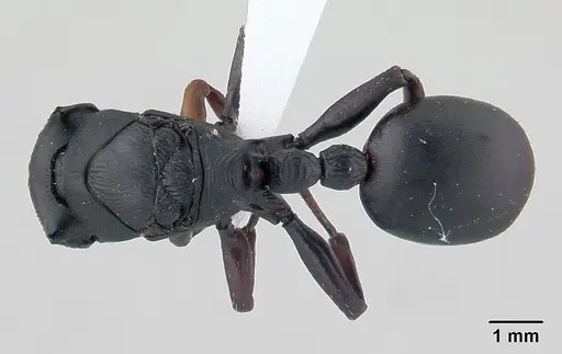 Cataulacus oberthueri - CASENT0435927