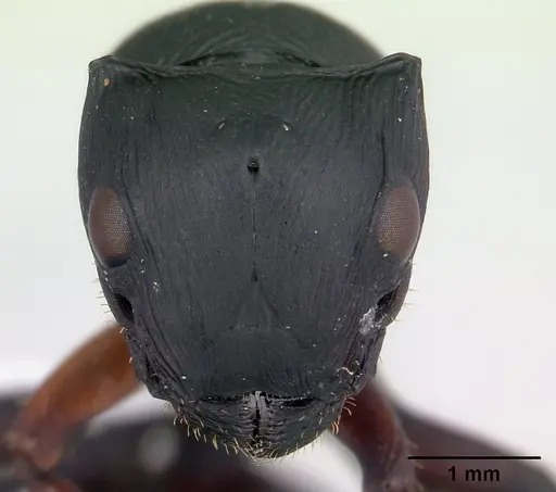 Cataulacus oberthueri - CASENT0435927