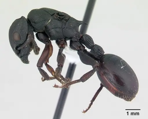 Cataulacus oberthueri - CASENT0435927