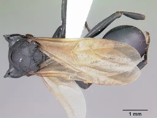 Cataulacus oberthueri - CASENT0435930