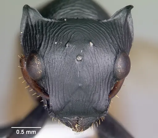 Cataulacus oberthueri - CASENT0435930