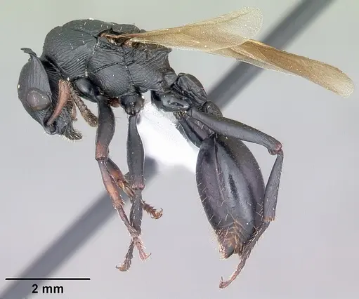 Cataulacus oberthueri - CASENT0435930