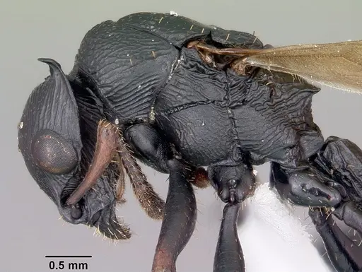 Cataulacus oberthueri - CASENT0435930