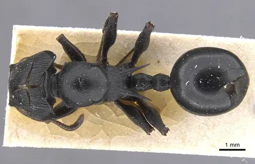 Cataulacus oberthueri - RMCAENT000017796