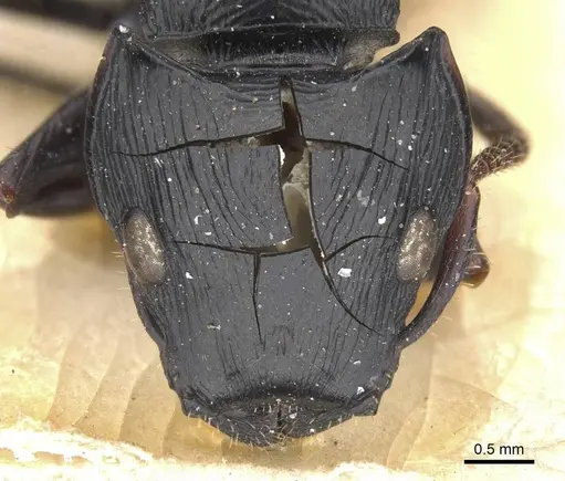 Cataulacus oberthueri - RMCAENT000017796