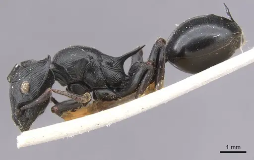 Cataulacus oberthueri - RMCAENT000017796