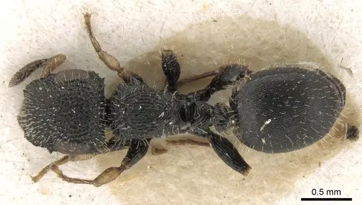Cataulacus pilosus specimen