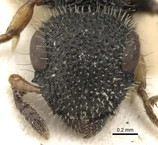 Cataulacus pilosus specimen