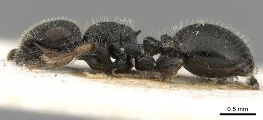 Cataulacus pilosus specimen