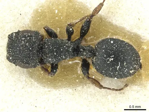 Cataulacus pilosus - CASENT0912563