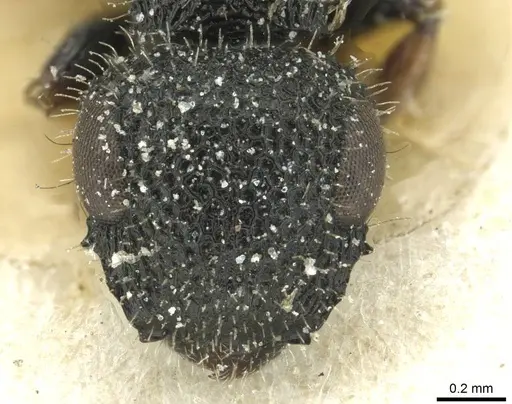 Cataulacus pilosus - CASENT0912563