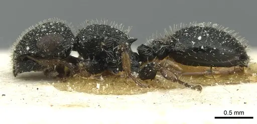 Cataulacus pilosus - CASENT0912563