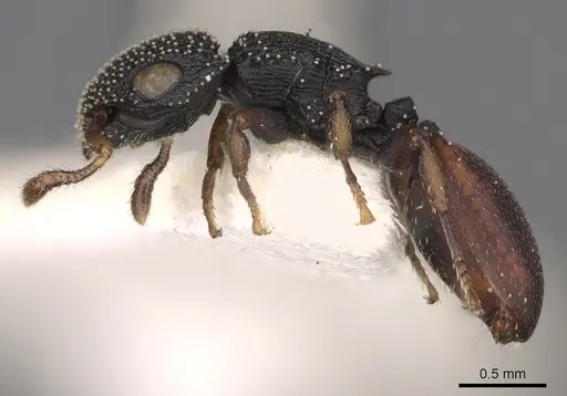 Cataulacus pompom specimen